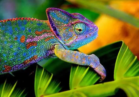 chameleon shrnutí