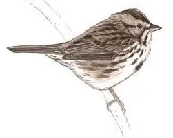 How to draw a sparrow