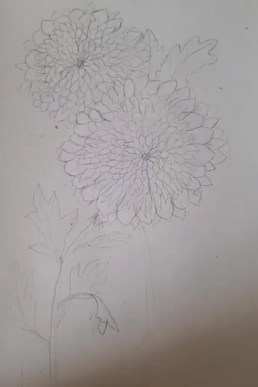 Chrysanthemum nplooj