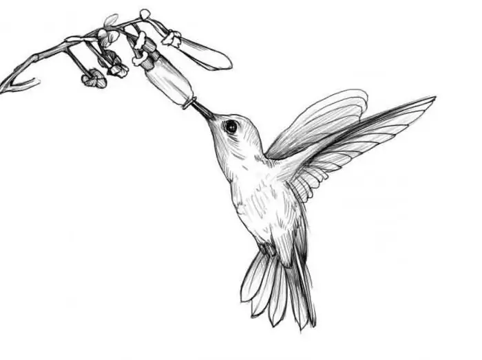 how to draw a hummingbird with a pencil step by step