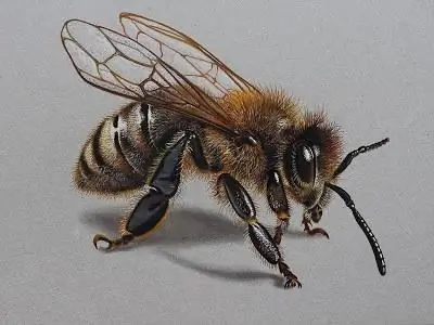 how to draw a bee