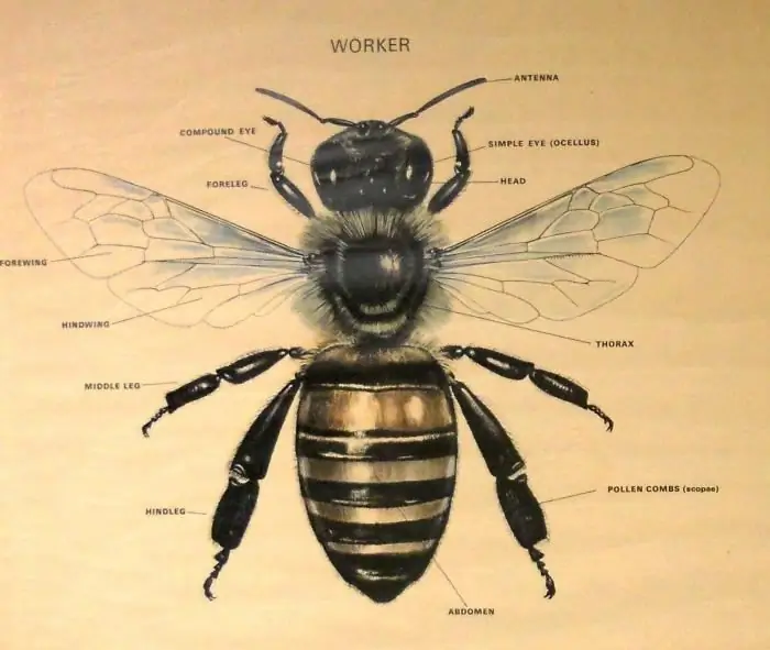 how to draw a bee