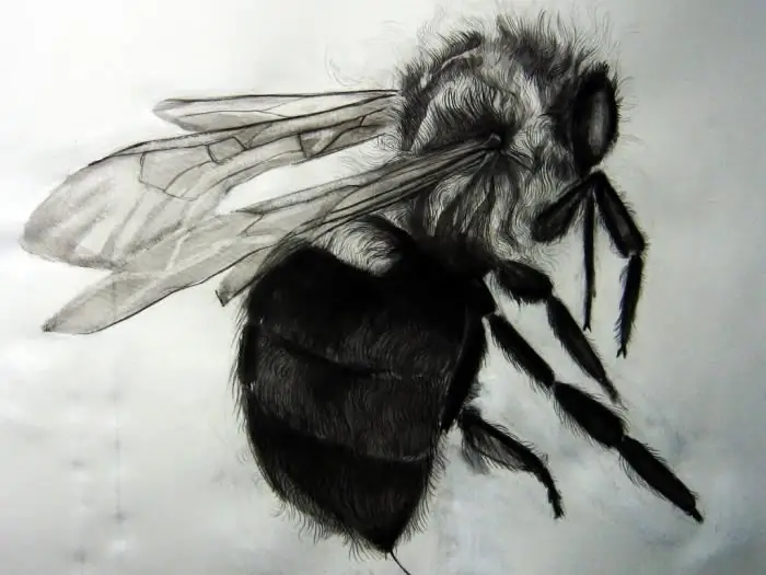 Detailed description of how to draw a bee Detailed description of how to draw a bee