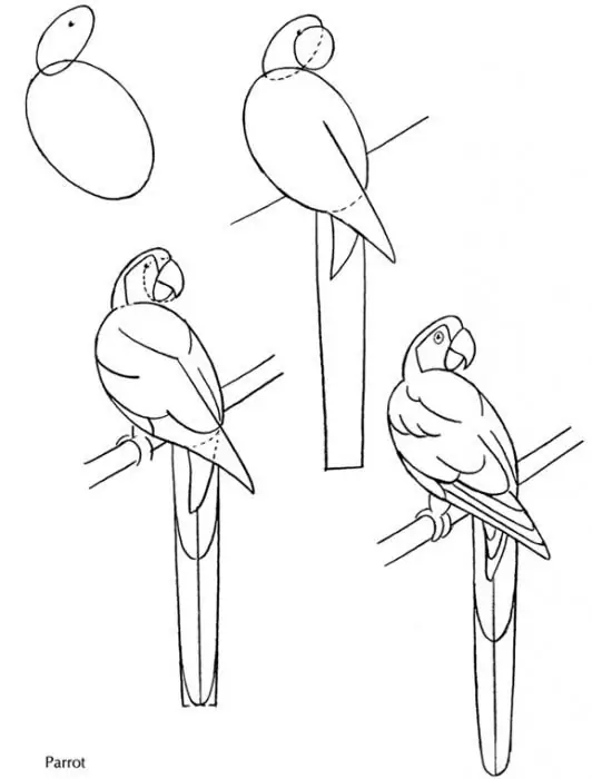 draw a parrot