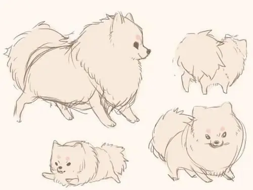 Piirostunti: kuinka piirtää pomeranian