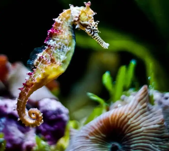 yuav ua li cas kos seahorses