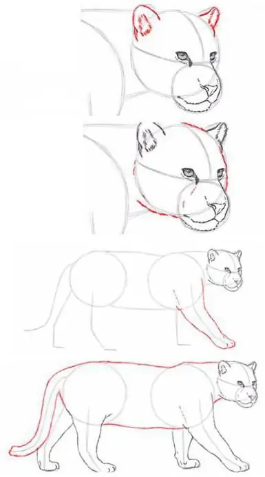 comment dessiner un jaguar étape par étape