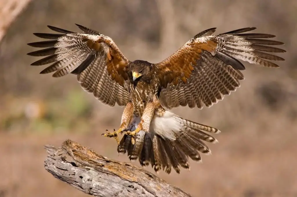 falcó volador