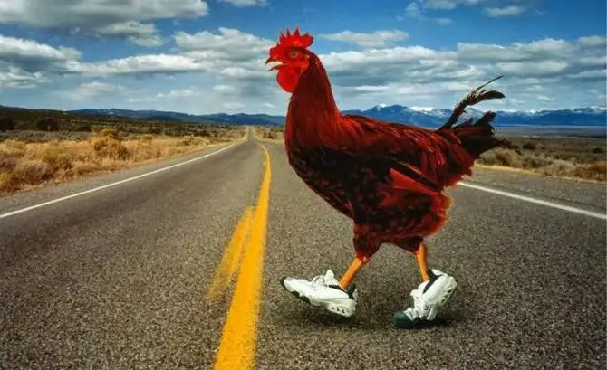 American humor: why does a chicken cross the road