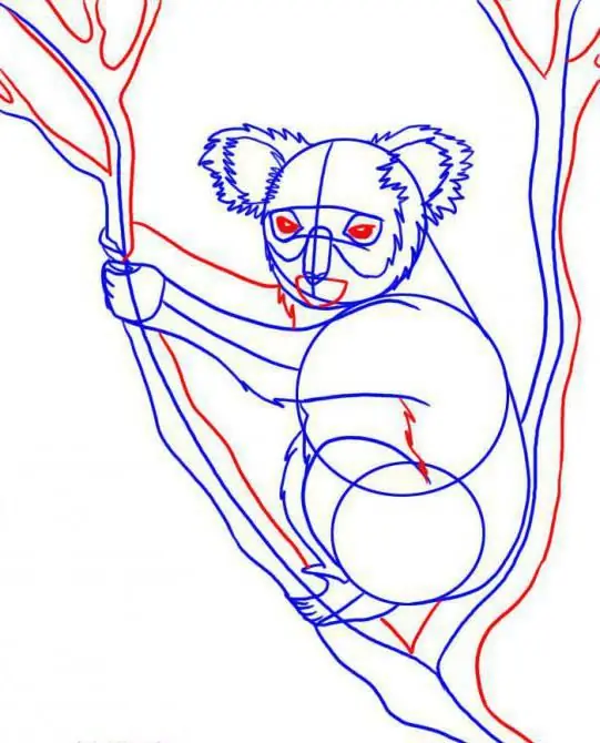 comment dessiner un koala avec un crayon progressivement