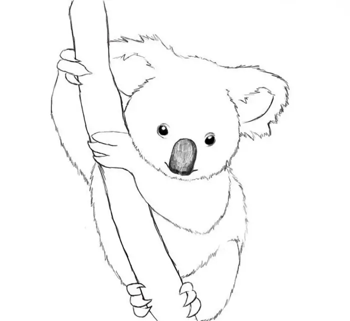 Comment dessiner un koala ? Descriptif étape par étape