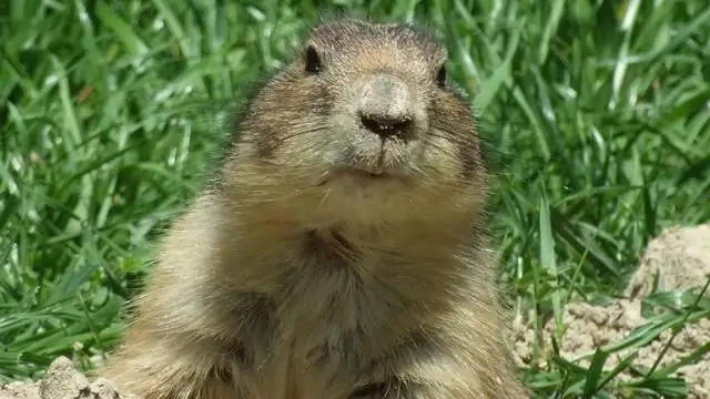 cara menggambar gopher langkah demi langkah