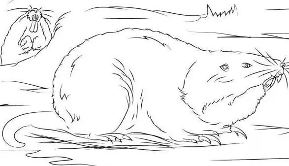 How to draw a gopher: a detailed description