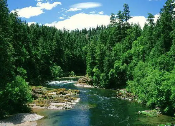 tegne taiga, blandet skov