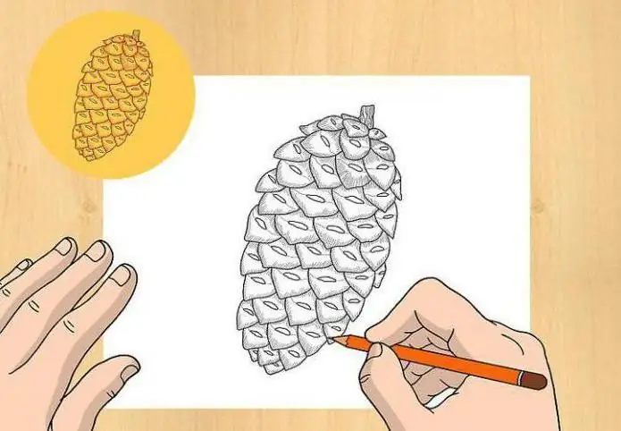 cara menggambar kerucut pinus