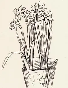 flowers drawn in pencil