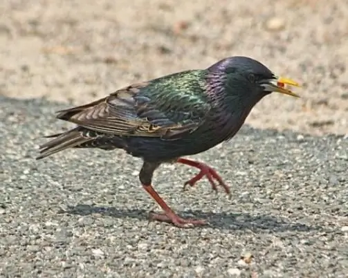 איך לצייר זרזיר