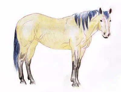 How to draw a horse with a pencil step by step