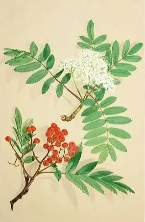 Cluster undian rowan