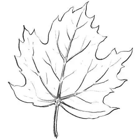 How to draw a maple leaf with a pencil