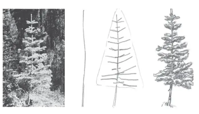 how to draw a spruce