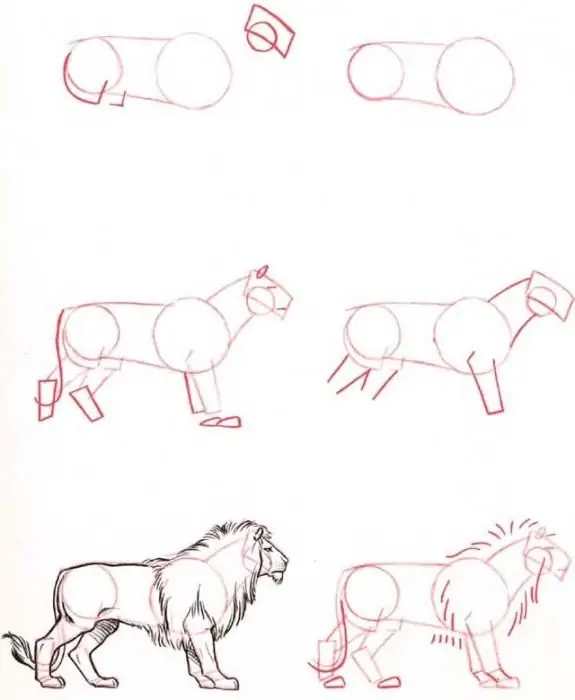 how to draw a lion step by step