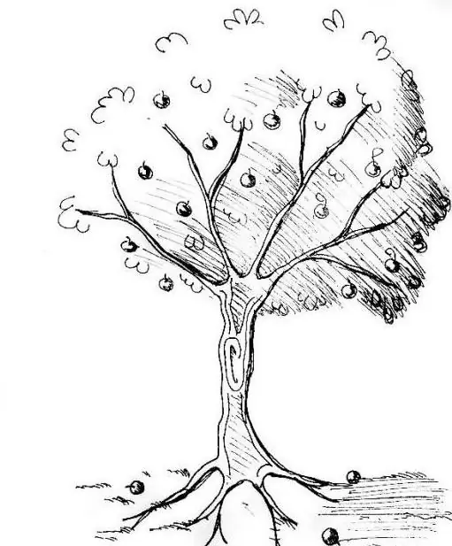 how to draw an apple tree