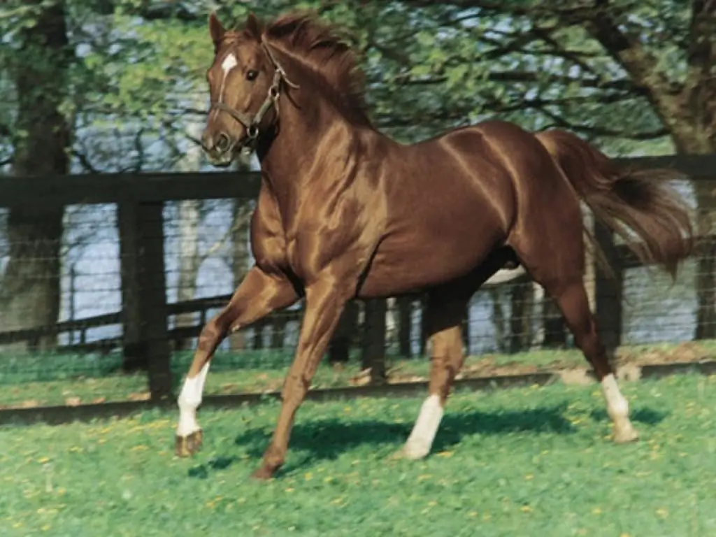 Secretariaat, paard: het verhaal van een paard, een drievoudige overwinning bij de races en een film gebaseerd op echte gebeurtenissen