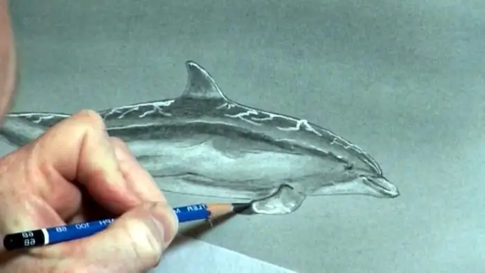 come disegnare un delfino con una matita