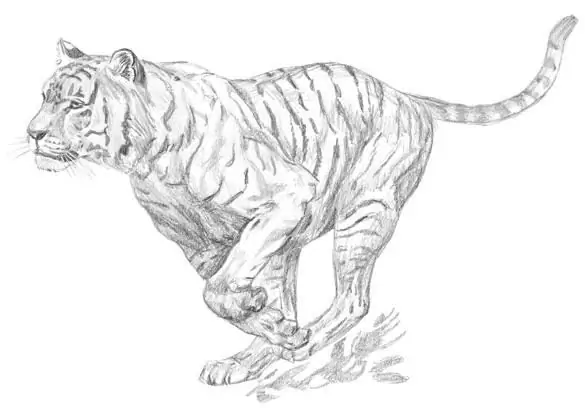 Step by step instructions how to draw a tiger