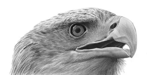 Comment dessiner un aigle avec un crayon