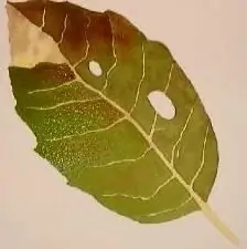 Dessiner des feuilles à l'aquarelle