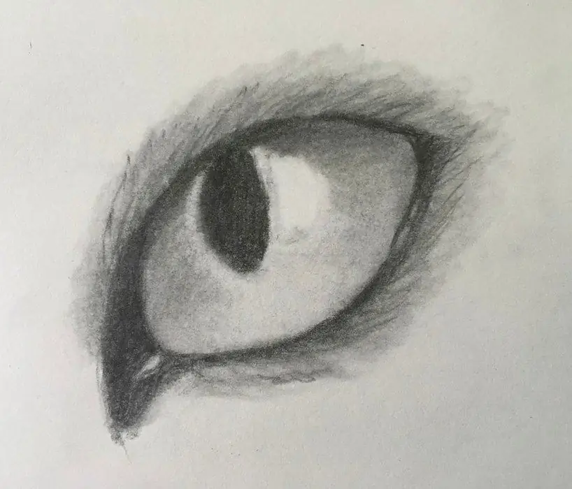 How to draw cat eyes with a pencil?