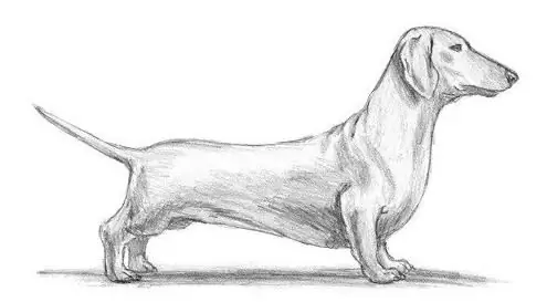 cara melukis dachshund dengan pensil