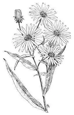 aster flower draw