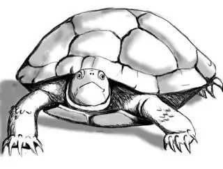 Cómo dibujar una tortuga: instrucciones paso a paso para principiantes