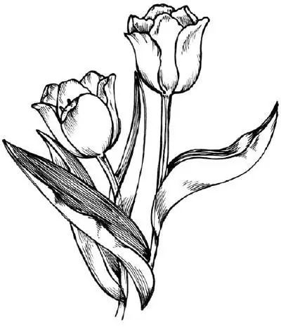 finished drawing of a tulip