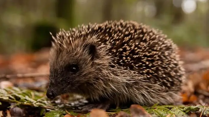 The Tale of the Hedgehog in the Fog and other interesting stories about this character and his friends