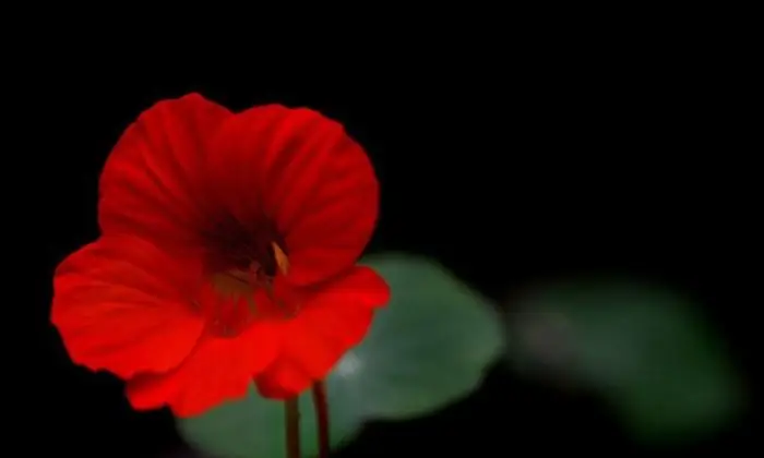 Como desenhar uma flor escarlate de um conto de fadas