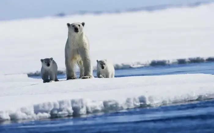 ¿A quién se puede ver en el témpano de hielo? Calificación de respuesta popular