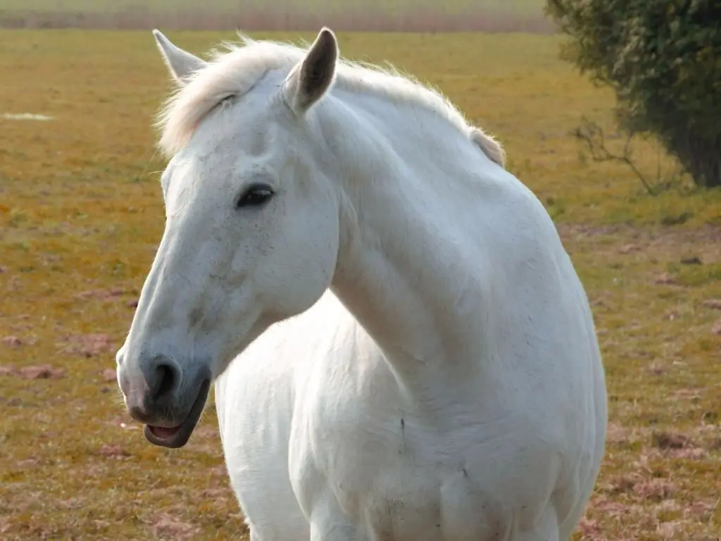 un hermoso caballo