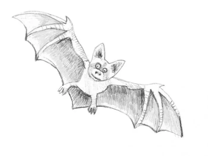 how to draw a bat with a pencil