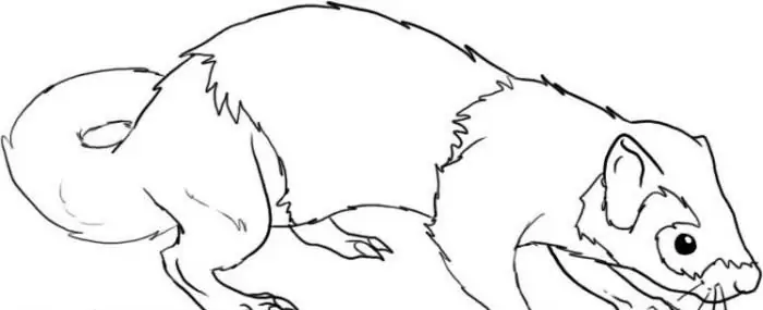 How to draw a ferret across