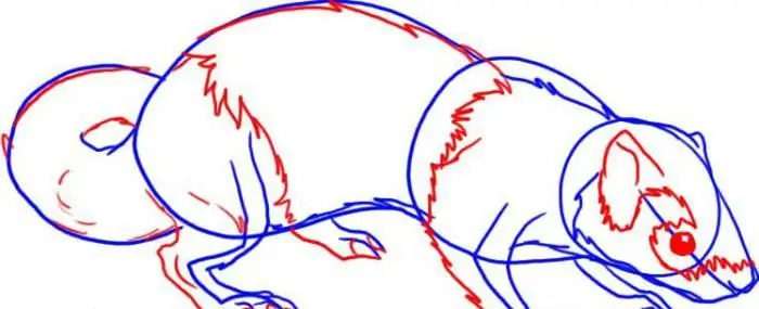 how to draw a ferret