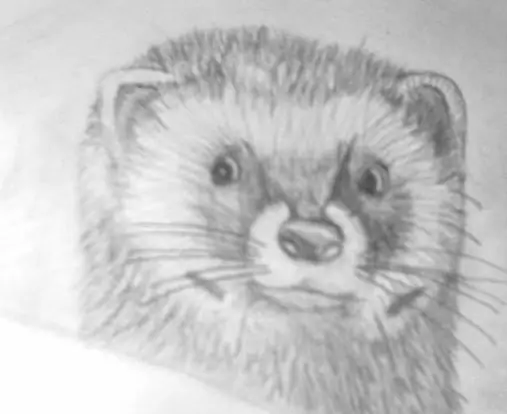 how to draw a little ferret