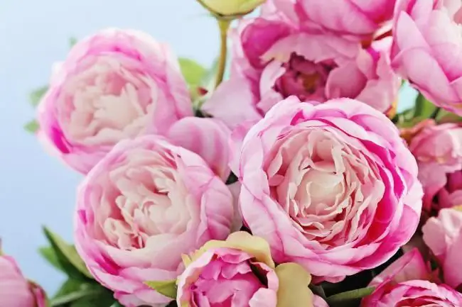 cara menggambar bunga peony