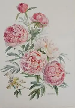 menggambar peony langkah demi langkah