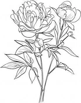 cara menggambar peony dengan pensil