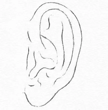 How to draw a human ear correctly: recommendations for beginner artists