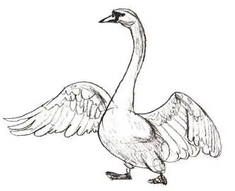 com dibuixar un cigne amb un llapis